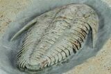 Lower Cambrian Trilobite (Termierella) - Issafen, Morocco #381247-4